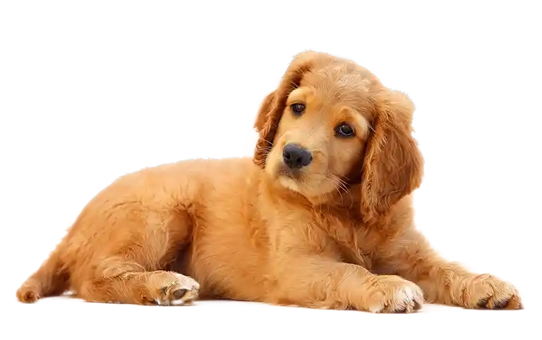 yavru köpek sahiplendiğinizde