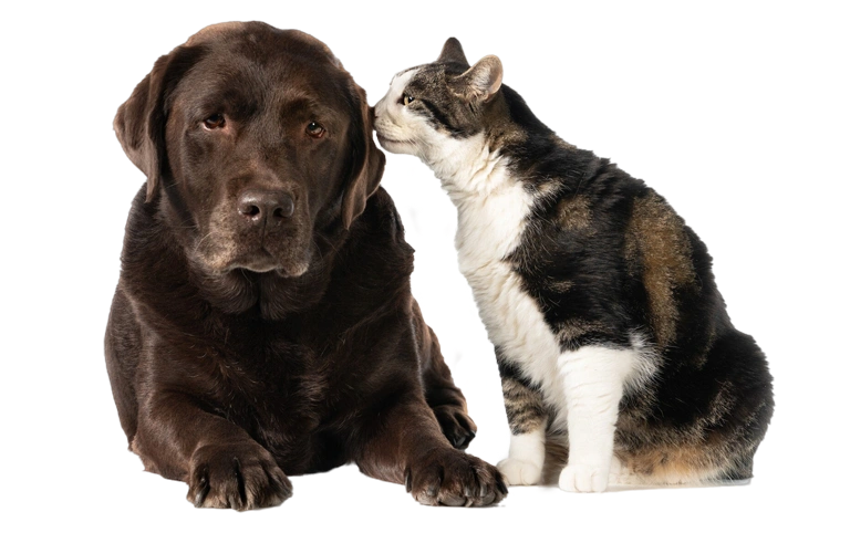 kedi köpek kulak enfeksiyonu