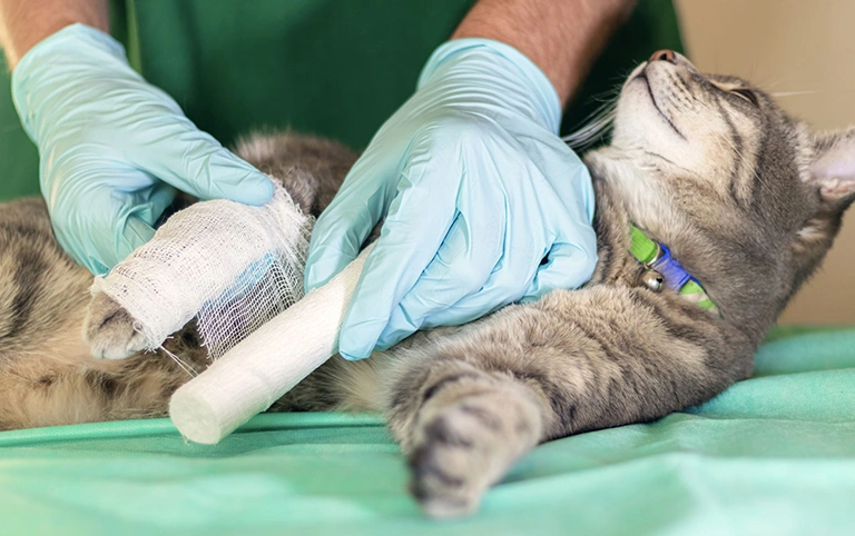 kedi kırık ameliyatı