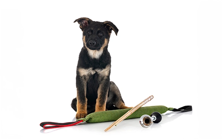 köpek egitimi