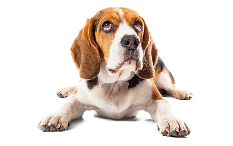 Köpeklerde kanlı ishal