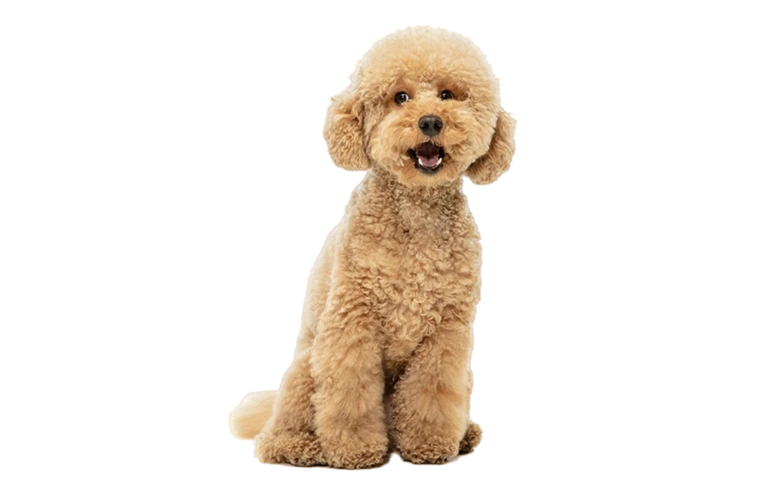 yavru köpek maması nasıl olmalı