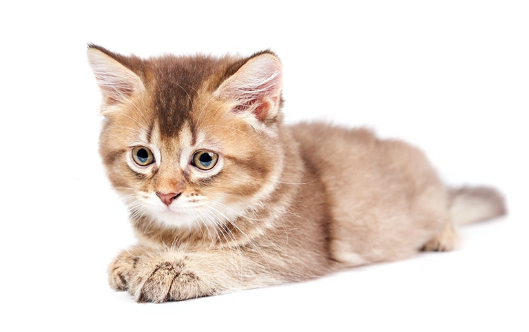 Yavru Kedi Bakımı Nasıl Olmalı ? 8 yavrukedibakimi 2