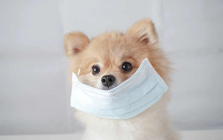 Köpeklerde Batı Nil Virüsü Enfeksiyonu Görülür Mü ? 8 kopeklerdebatinilvirusu 1