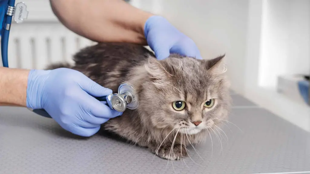 Kedi Check-Up'ı Neden Önemli? 8 Kedicheckup