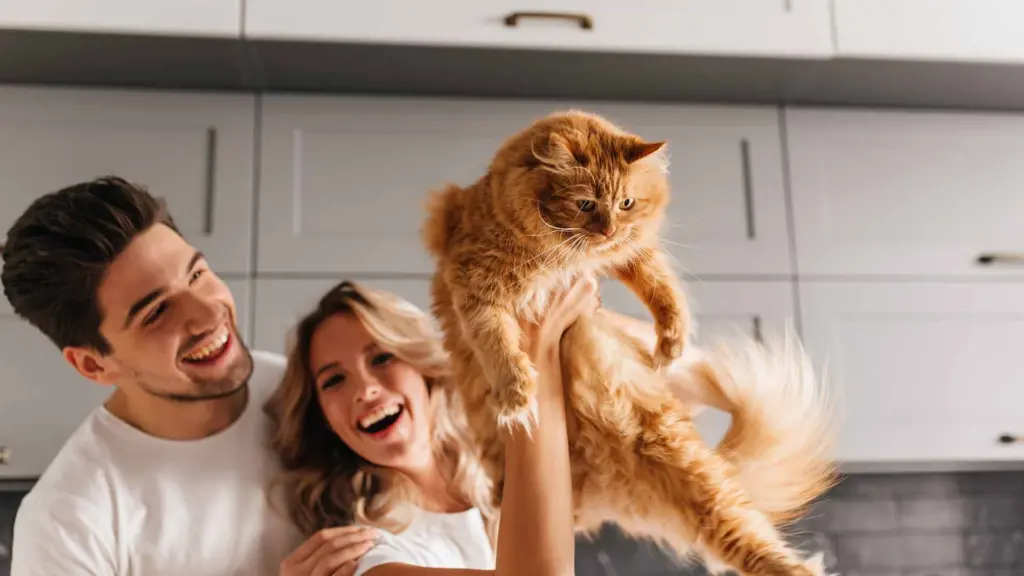 Kedi Kısırlaştırma 8 kedi kısırlaştırma