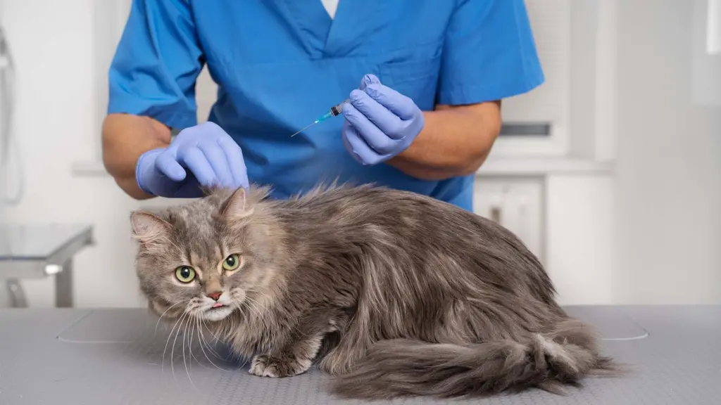 Kedi ve Köpek Aşı Uygulamaları 8 kedikopekasi
