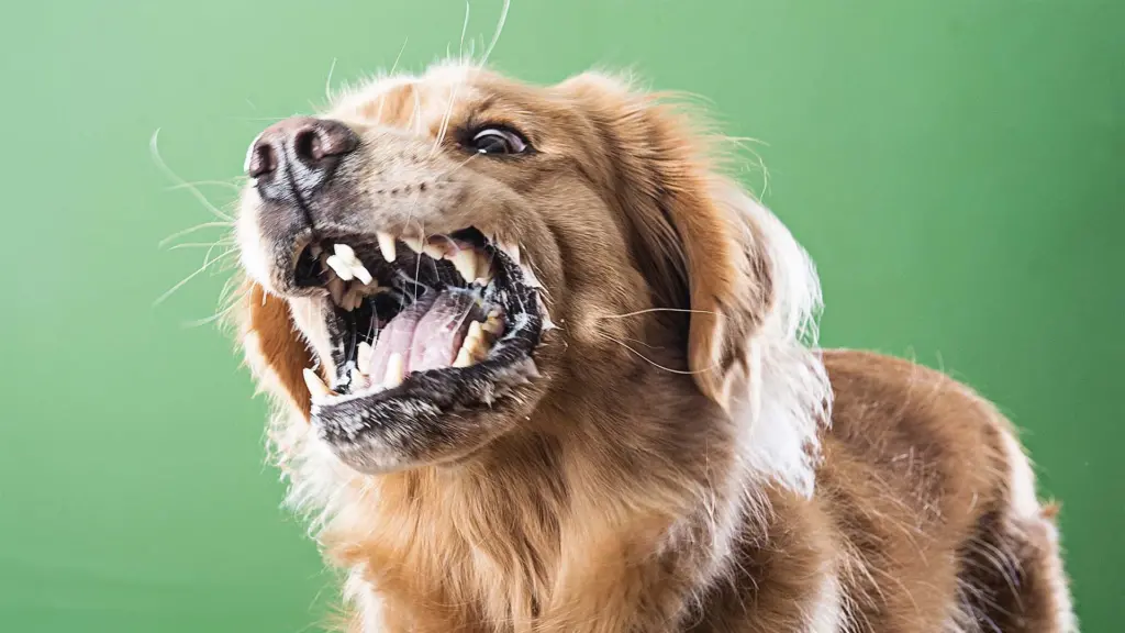 köpeklerde kuduz