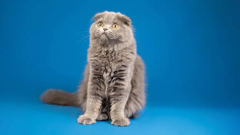 Scottish Fold cinsi kedilerde en sık görülen hastalıklar