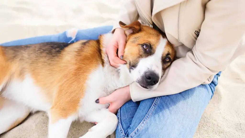 Köpeğiniz Sürekli Kaşınıyorsa: 7 Olası Sebep ve Çözüm Yolları 8 Köpeğiniz Sürekli Kaşınıyorsa: 7 Olası Sebep ve Çözüm Yolları