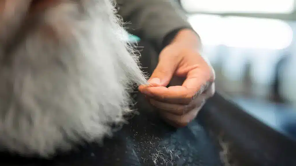 Köpeklerde Tüy Dökülmesi:Normal mi, Hastalık Belirtisi mi? 8 köpeklerde tüy dökülmesi