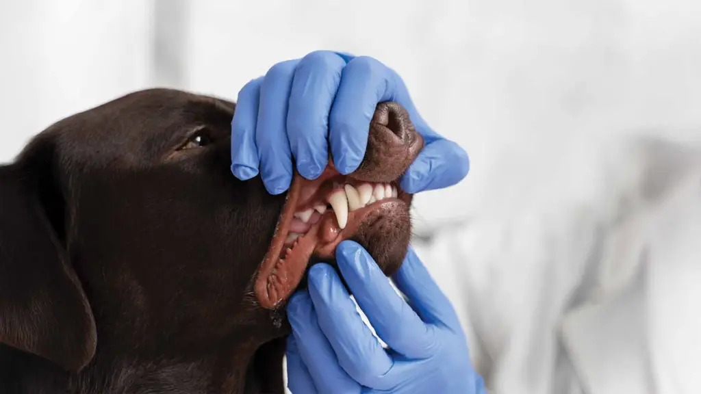 Köpeklerde Diş Taşı Temizliği Neden Önemlidir ? 8 Köpeklerde diş taşı temizliği