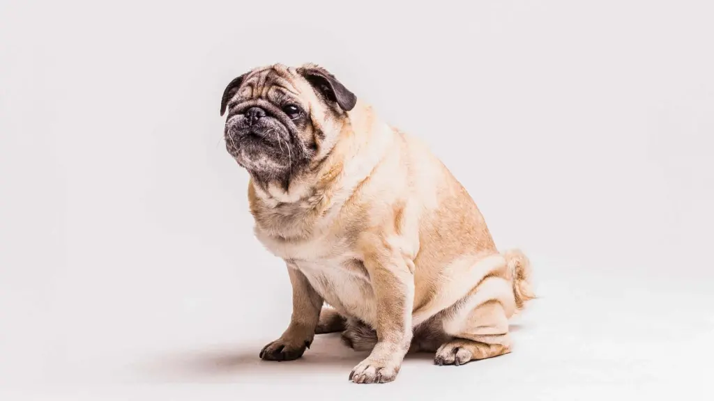 Köpeklerde Obezite 8 köpeklerde obezite